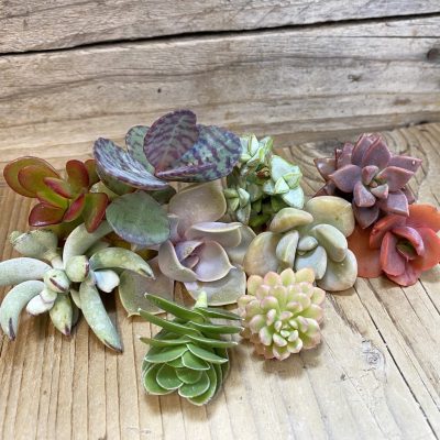 SH37537 Succulents mix, cuted