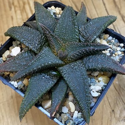 SH37453 Haworthia koelmaniorum