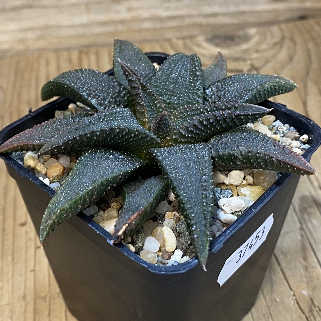 SH37453 Haworthia koelmaniorum - Image 2