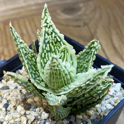 SH37457 Aloe TCT hybrid