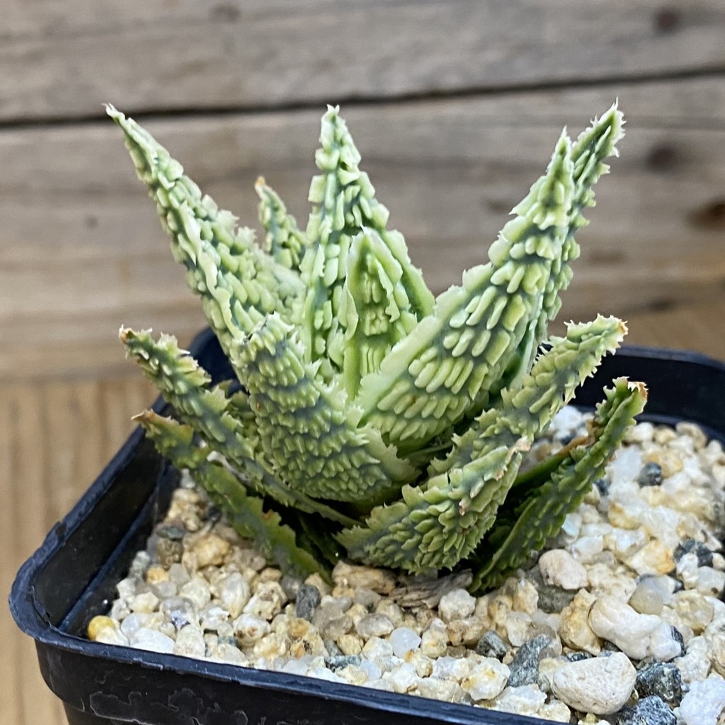 SH37457 Aloe TCT hybrid - Image 2