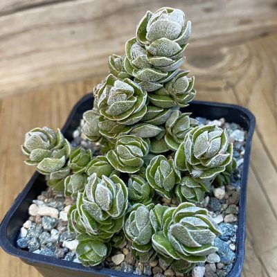 SH37458 Crassula 'Ivory Pagoda'