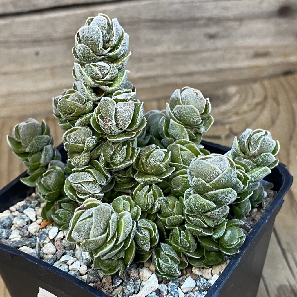 SH37458 Crassula 'Ivory Pagoda' - Image 2