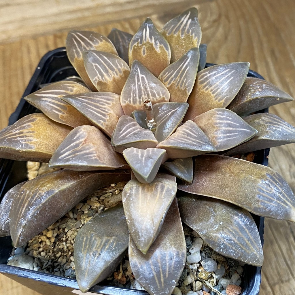 SH37459 Haworthia mutica SH, 12 years old