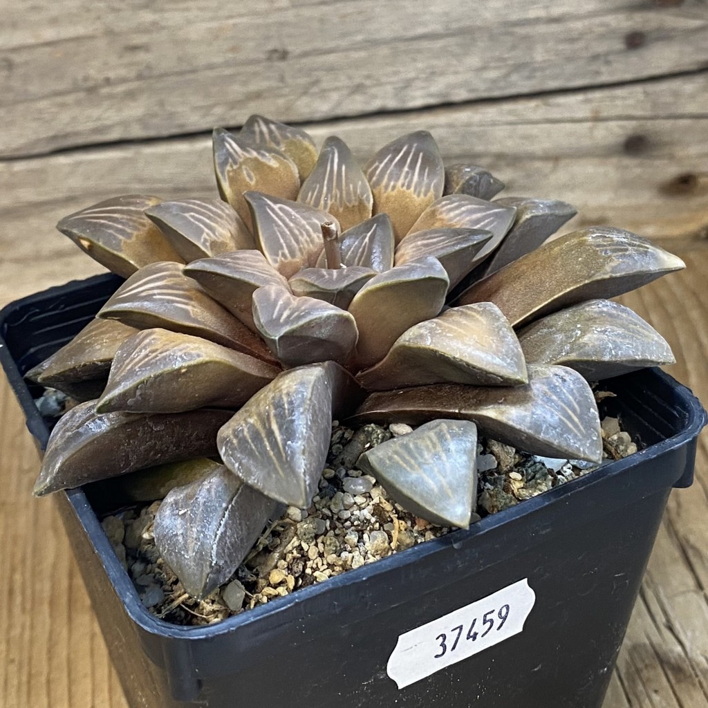 SH37459 Haworthia mutica SH, 12 years old - Image 2