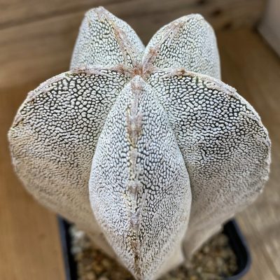 SH37460 Astrophytum myriostigma ‘Onzuka’, 10 years old