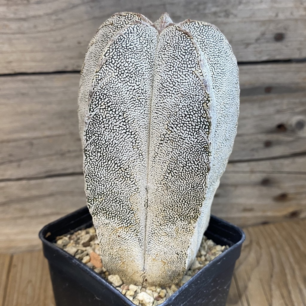 SH37460 Astrophytum myriostigma ‘Onzuka’, 10 years old - Image 2