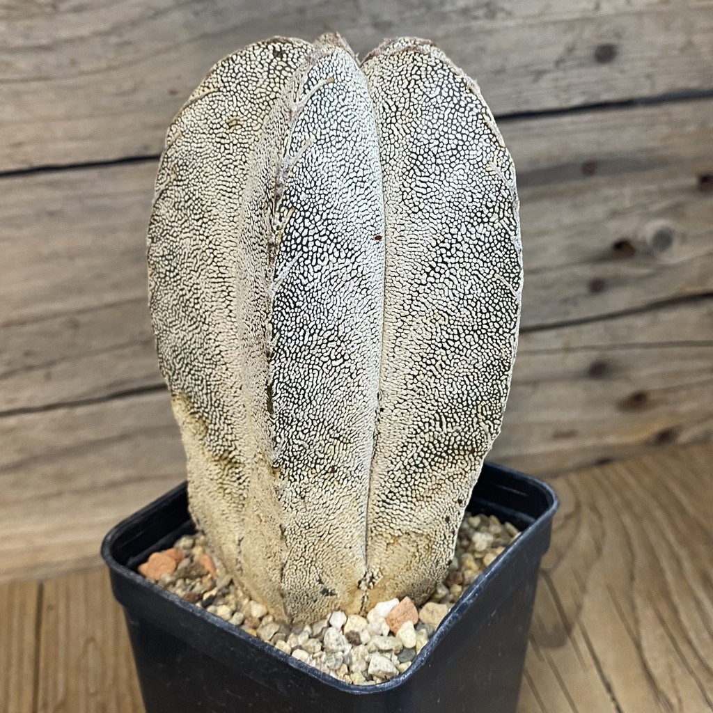 SH37460 Astrophytum myriostigma ‘Onzuka’, 10 years old - Image 3