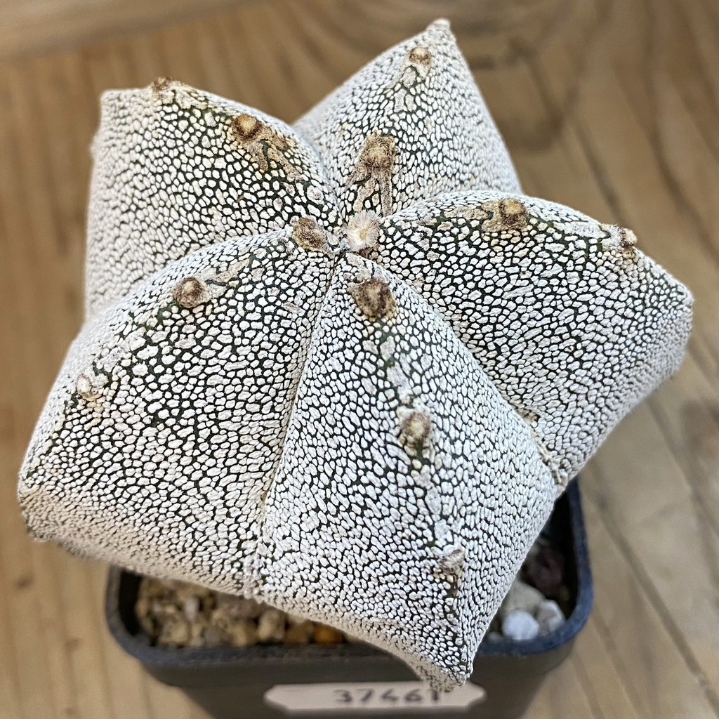SH37461 Astrophytum myriostigma ‘Onzuka’