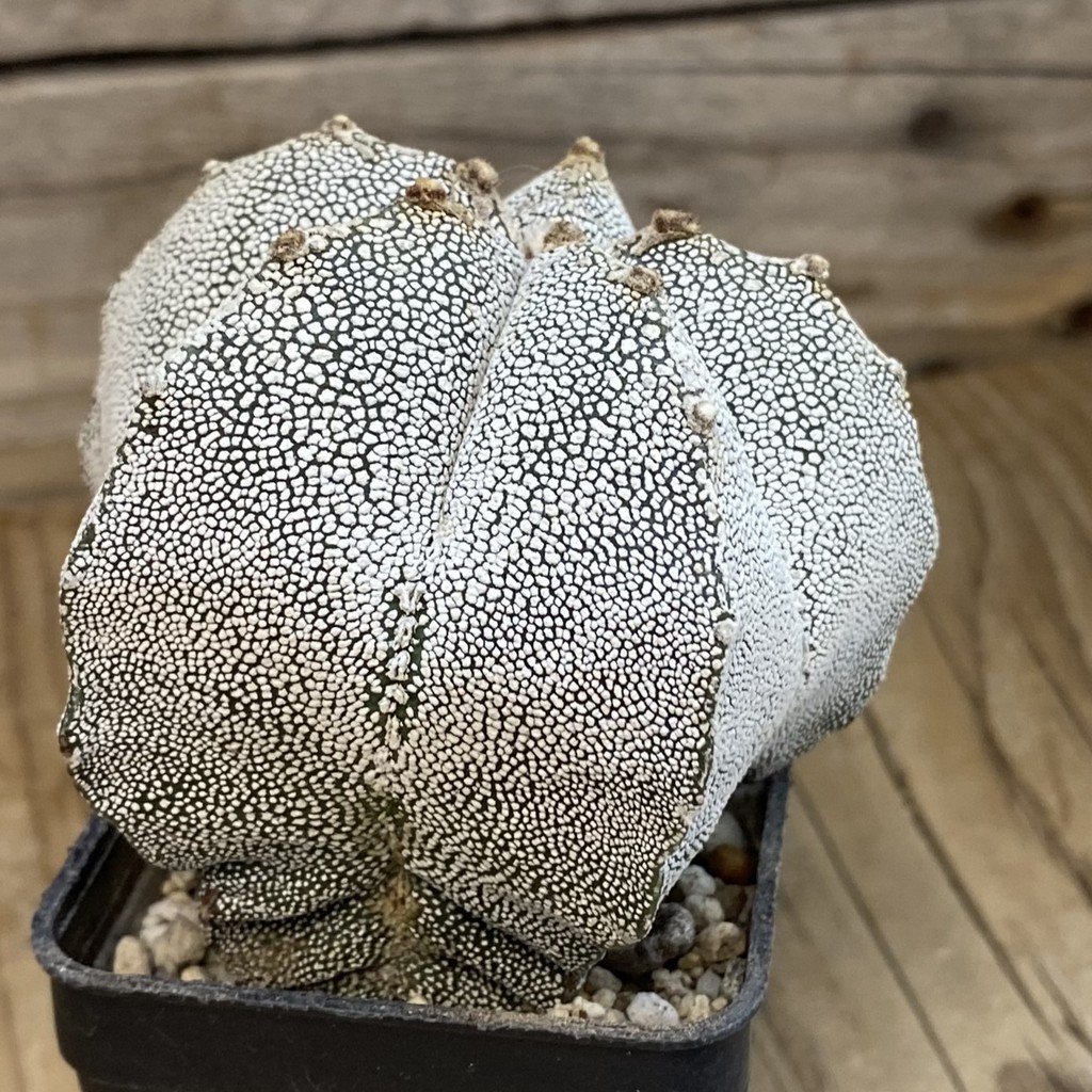 SH37461 Astrophytum myriostigma ‘Onzuka’ - Image 2