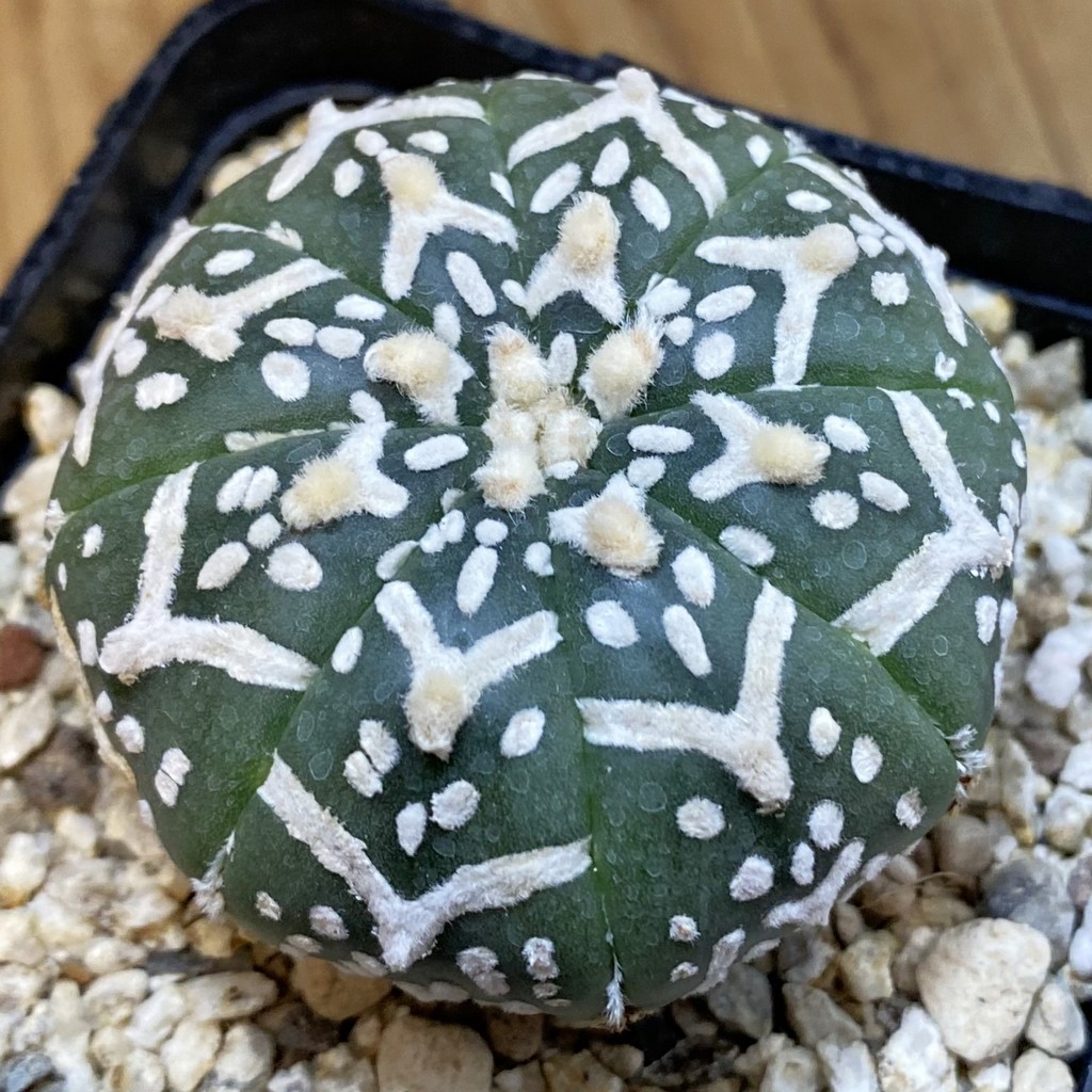 SH37462 Astrophytum asterias ‘Super Kabuto’ V-type f. nudum