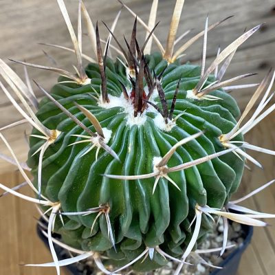 SH37446 Echinofossulocactus violaciflorus, 10 years old