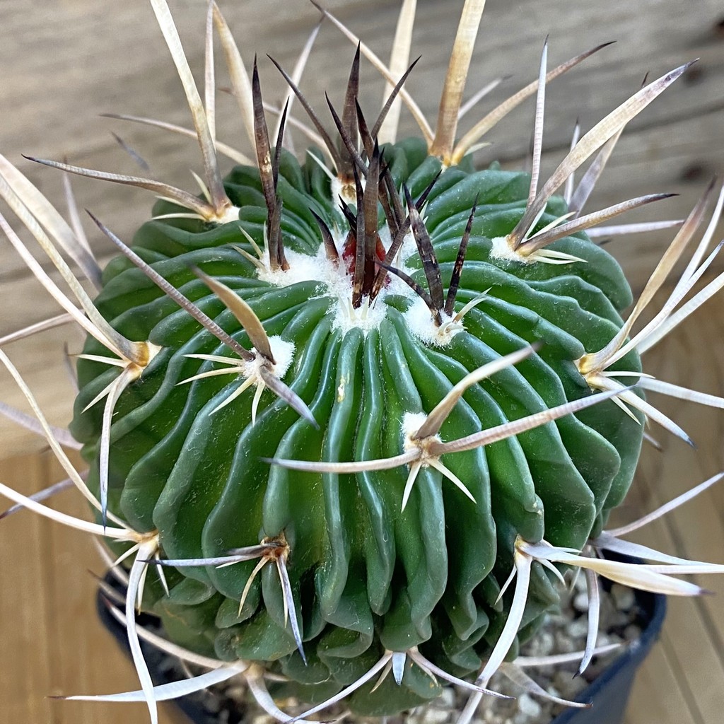 SH37446 Echinofossulocactus violaciflorus, 10 years old