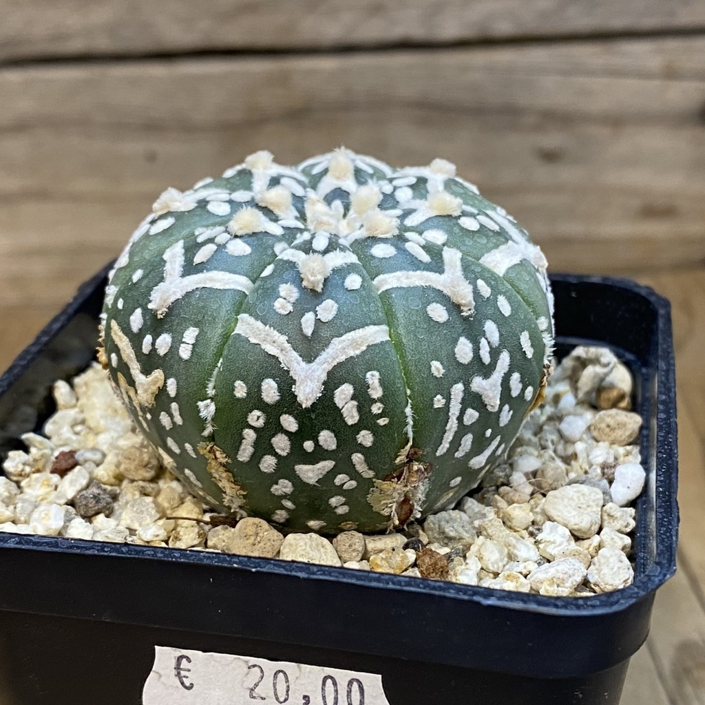 SH37462 Astrophytum asterias ‘Super Kabuto’ V-type f. nudum - Image 2
