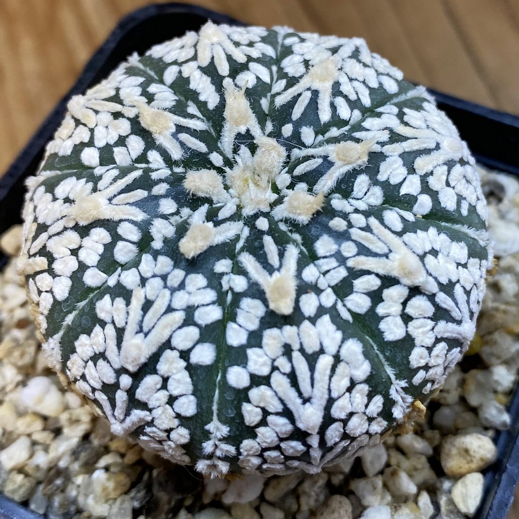SH37463 Astrophytum asterias ‘Super Kabuto’ V-type