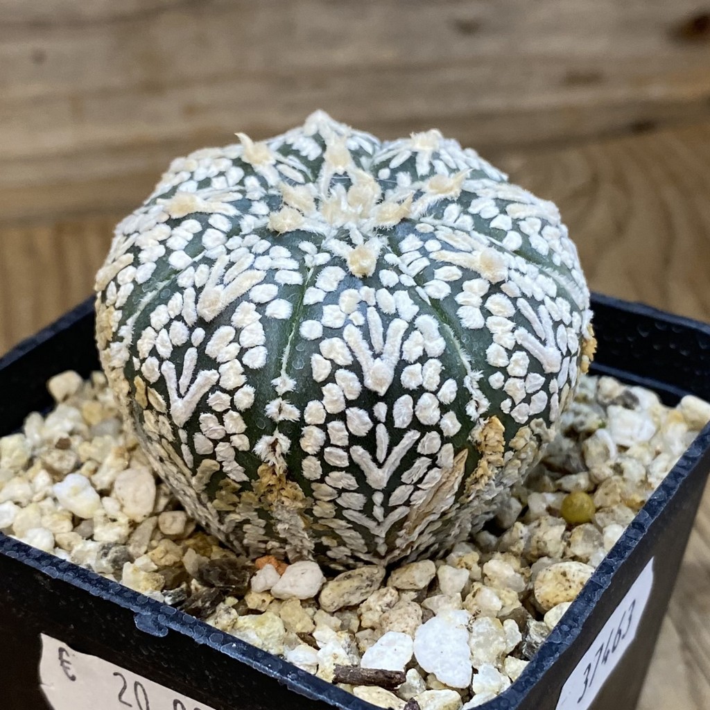 SH37463 Astrophytum asterias ‘Super Kabuto’ V-type - Image 2