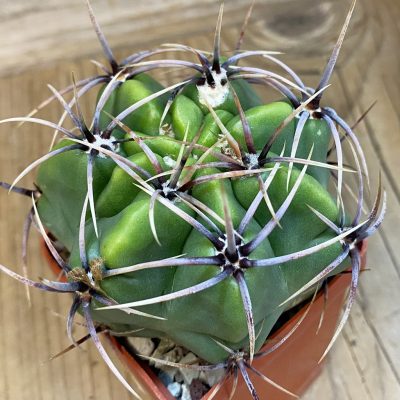 SH37464 Gymnocalycium achirasense v. chacrasense