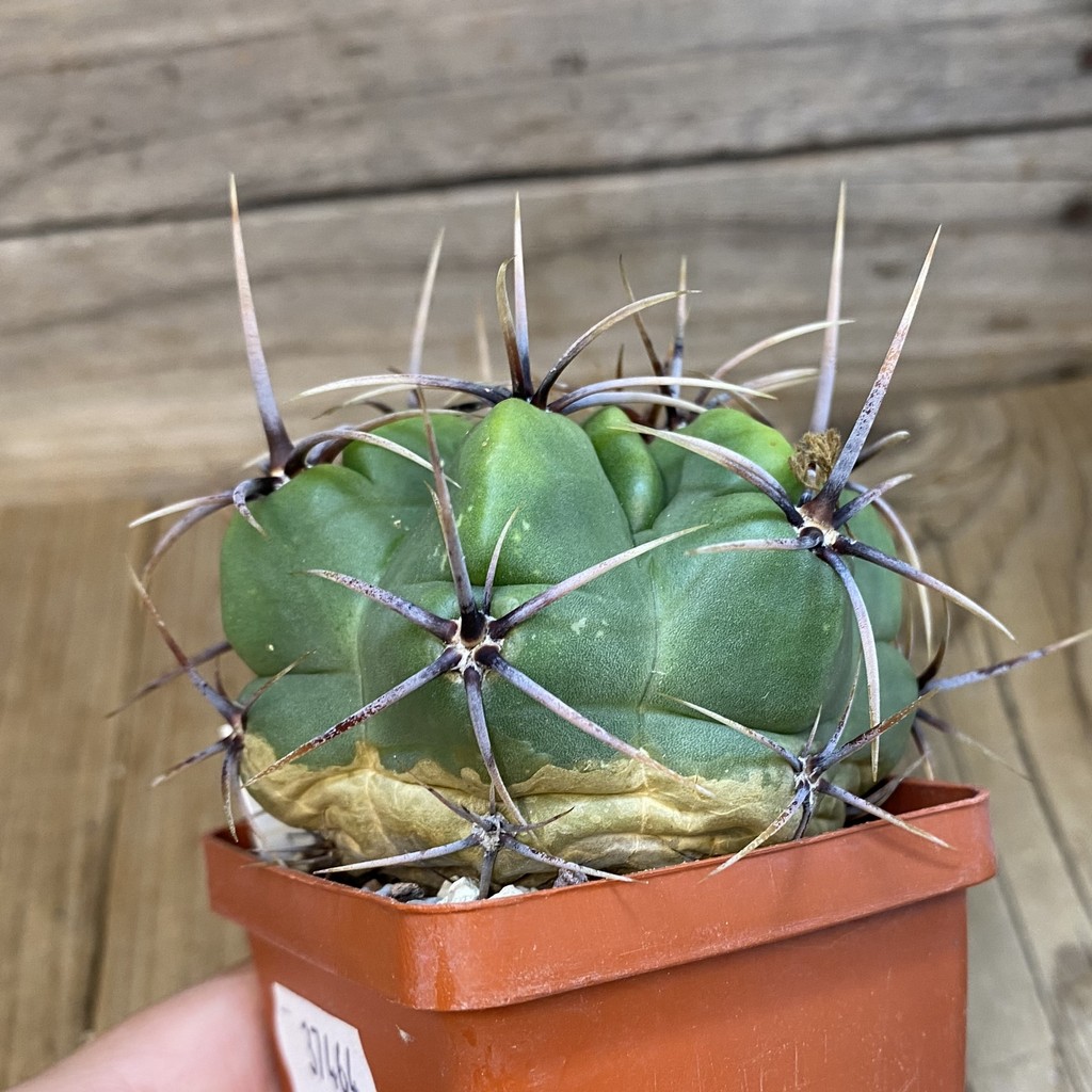 SH37464 Gymnocalycium achirasense v. chacrasense - Image 2
