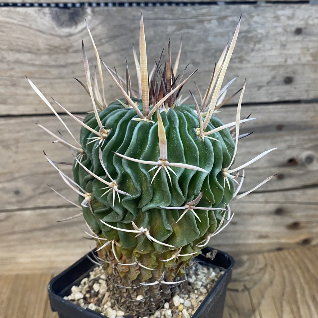SH37446 Echinofossulocactus violaciflorus, 10 years old - Image 2