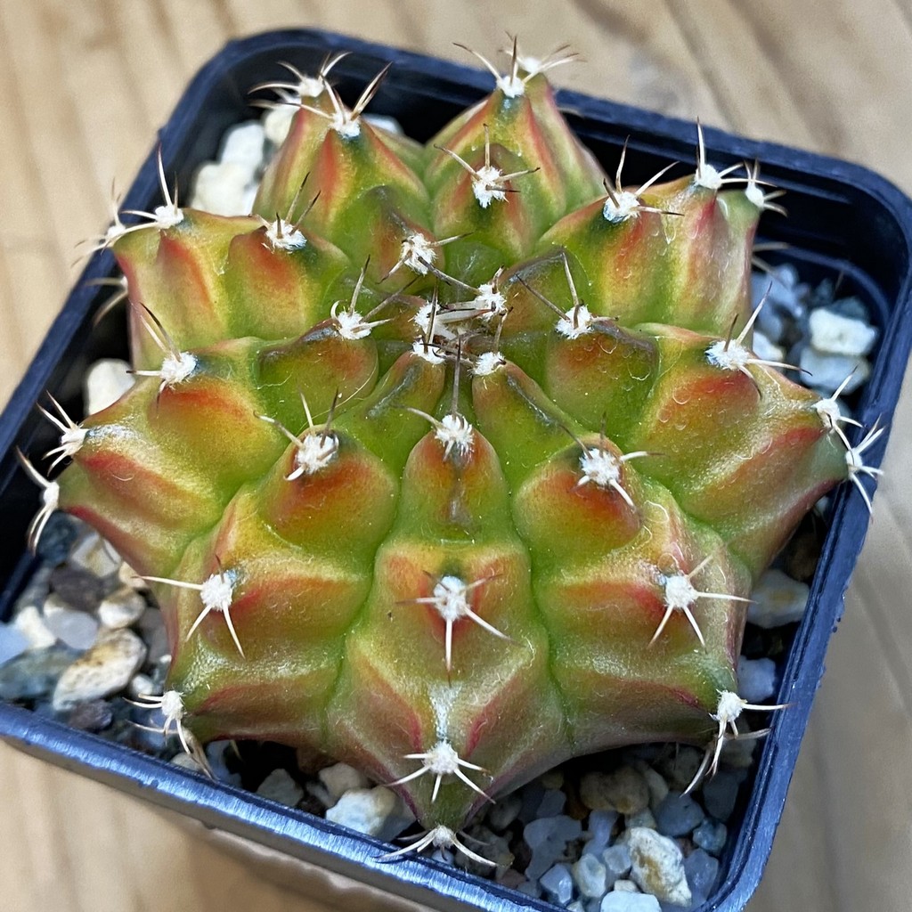 SH37467 Gymnocalycium mihanovichii ‘Neon’ hybrid