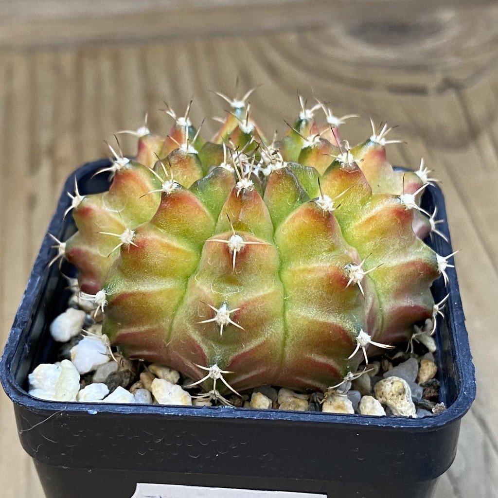 SH37467 Gymnocalycium mihanovichii ‘Neon’ hybrid - Image 2