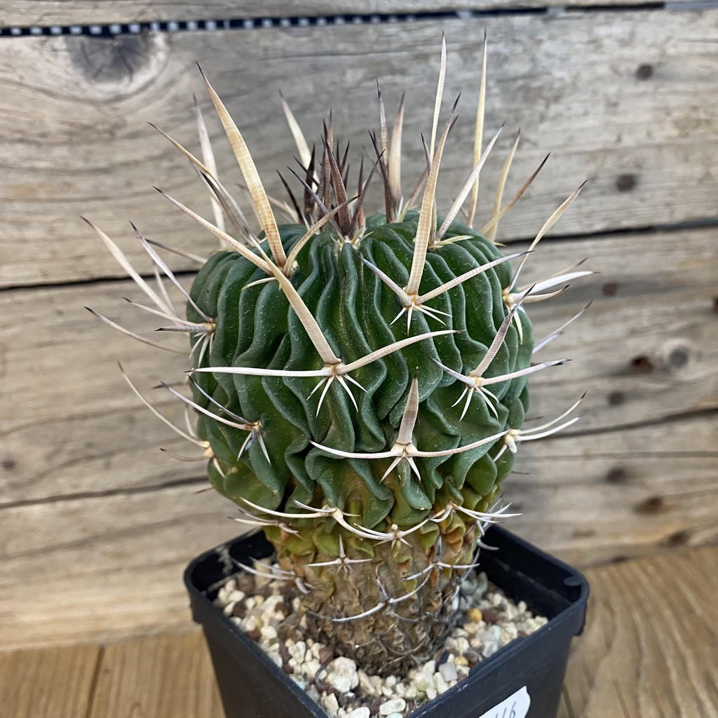 SH37446 Echinofossulocactus violaciflorus, 10 years old - Image 3