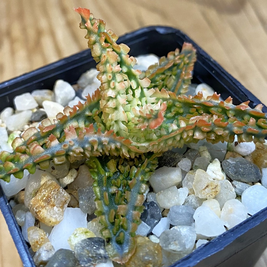 SH37470 Aloe TCT hybrid