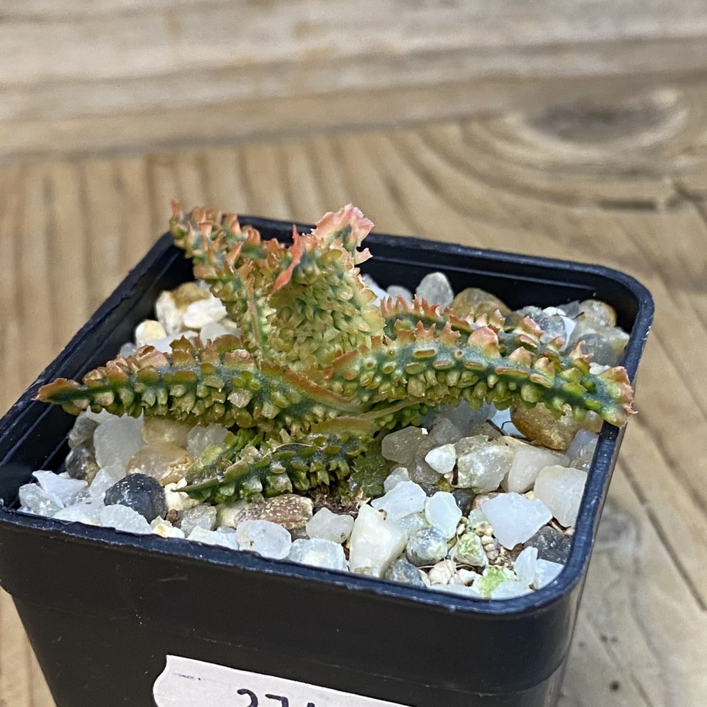 SH37470 Aloe TCT hybrid - Image 2