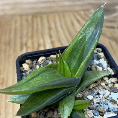 SH37471 Alworthia ‘Black Gem’ f. variegata