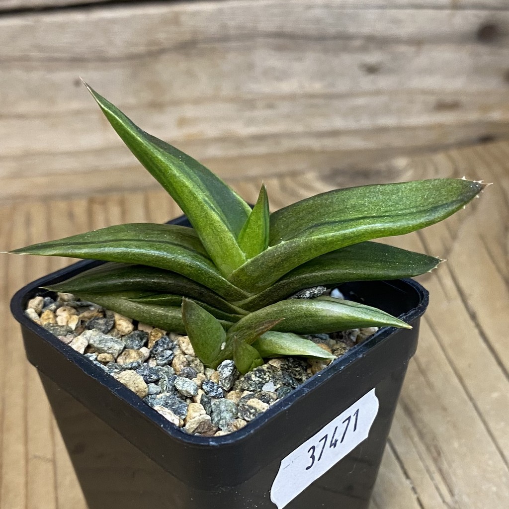 SH37471 Alworthia ‘Black Gem’ f. variegata - Image 2