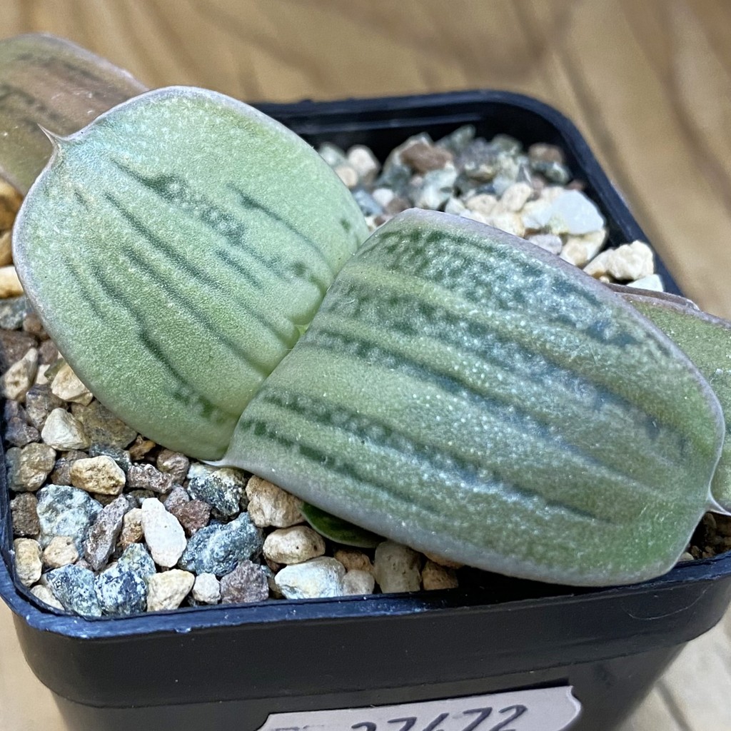 SH37472 Gasteria KG 98, clon 4