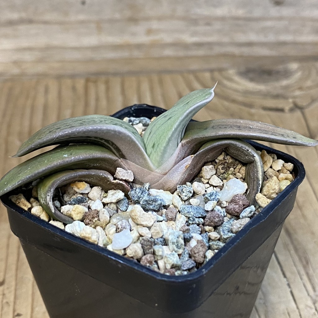 SH37472 Gasteria KG 98, clon 4 - Image 2