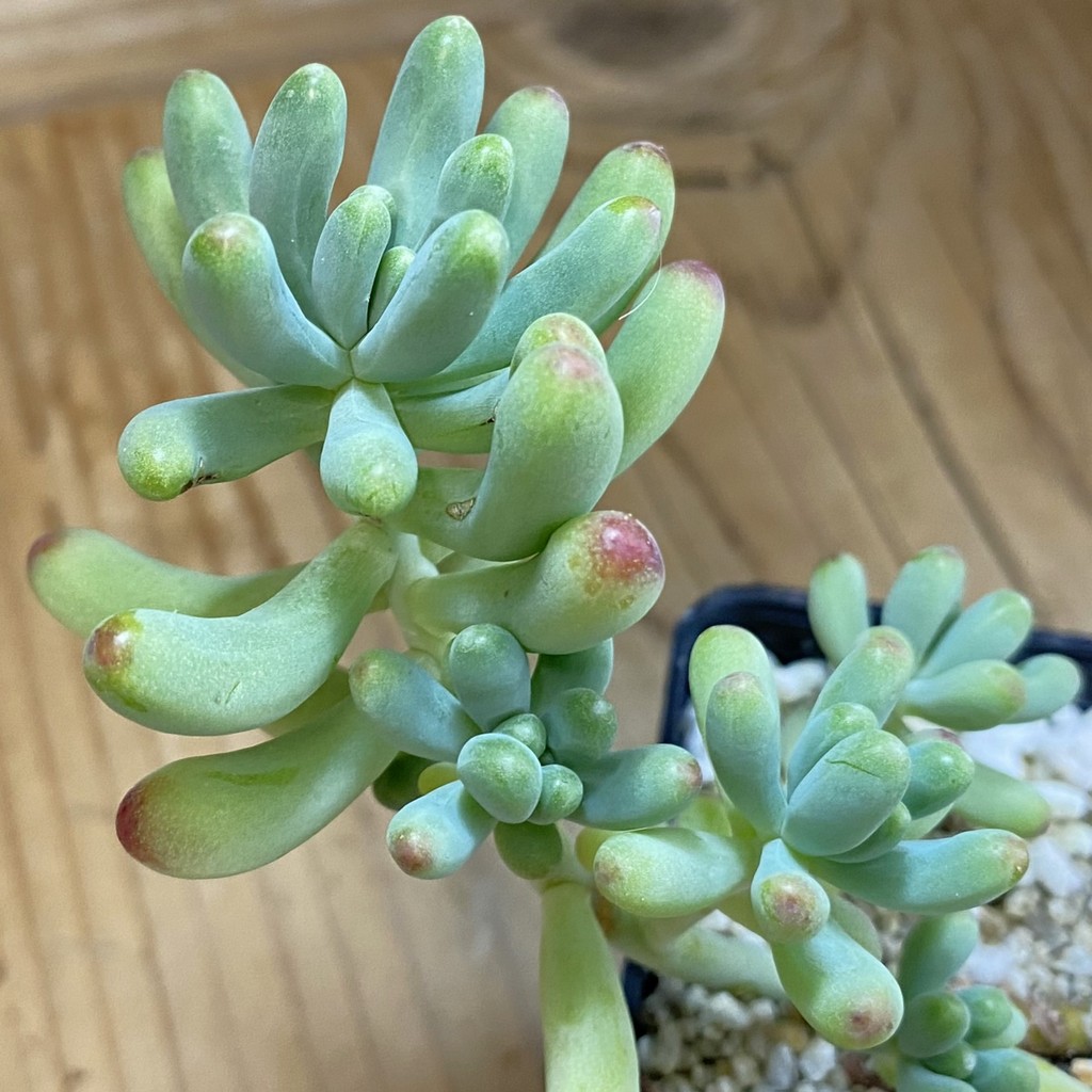 SH37473 Sedum pachyphyllum 'Blue Jelly Beans'