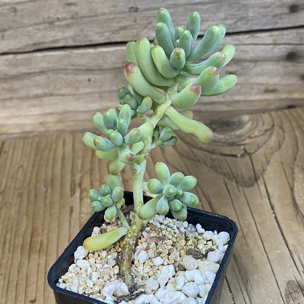 SH37473 Sedum pachyphyllum 'Blue Jelly Beans' - Image 2