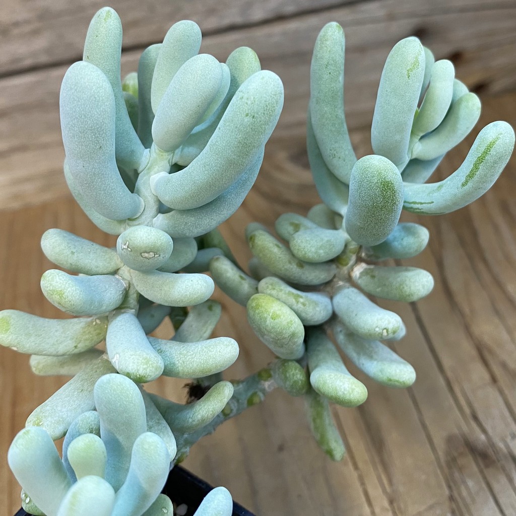 SH37474 Sedum allantoides