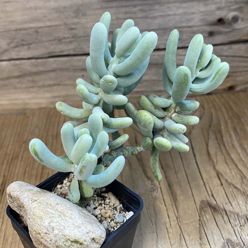 SH37474 Sedum allantoides - Image 2
