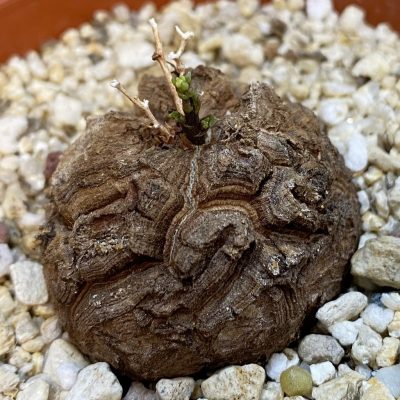 SH37475 Dioscorea elephantipes