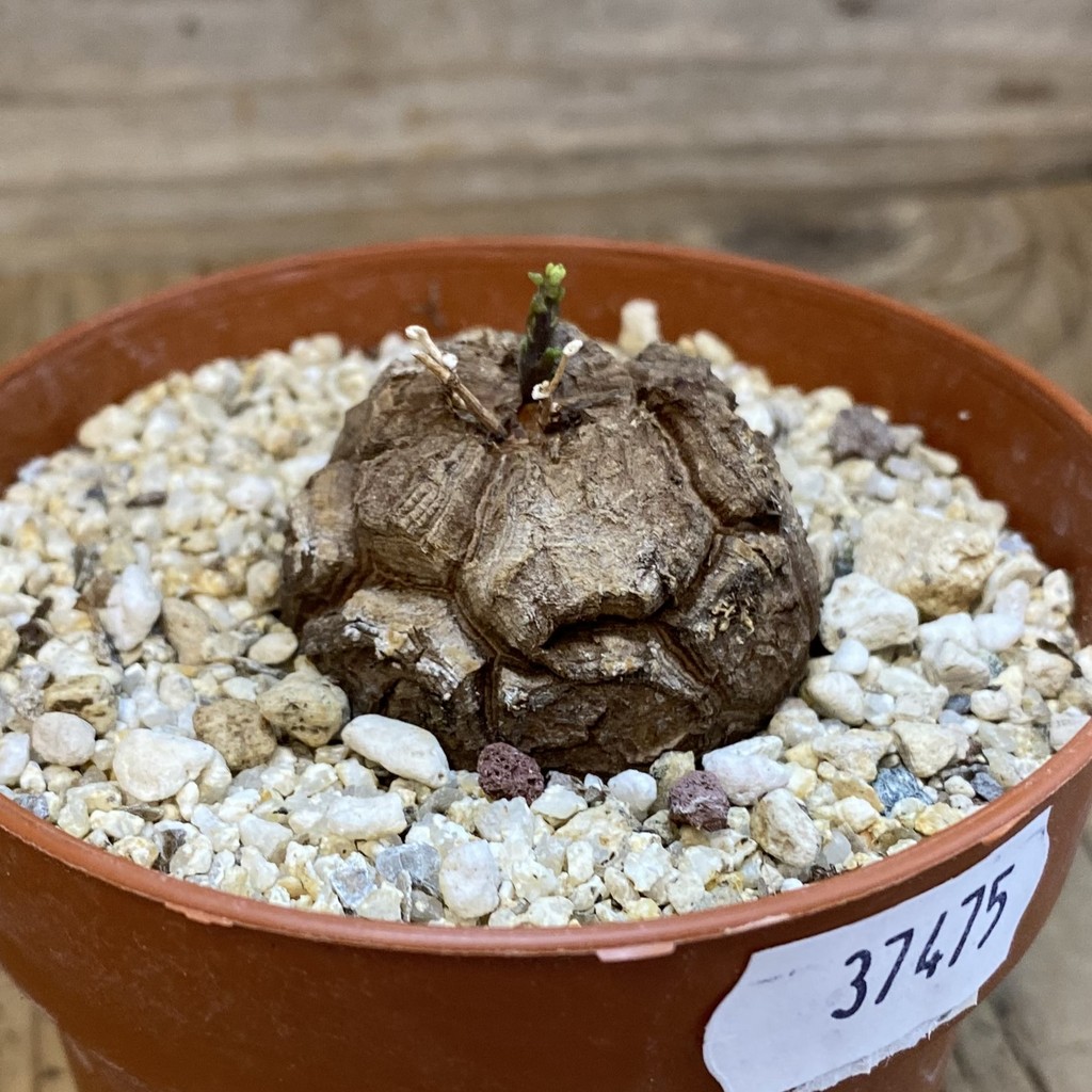 SH37475 Dioscorea elephantipes - Image 2
