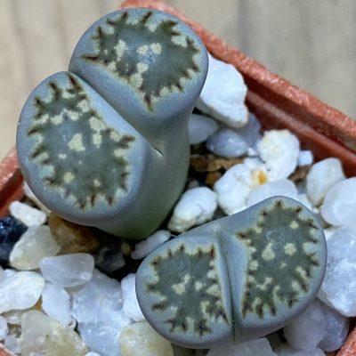 SH37542 Lithops salicola v. reticulata