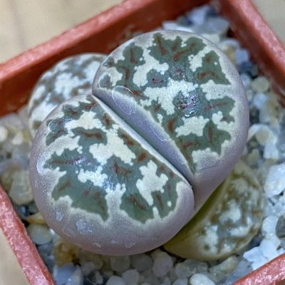 SH37588 Lithops dorotheae