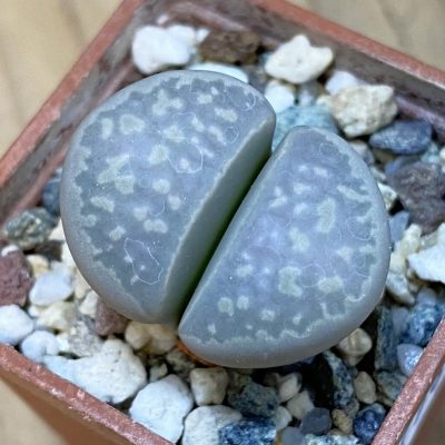 SH37589 Lithops marmorata