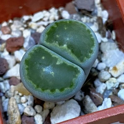 SH37590 Lithops salicola ‘Malachite’