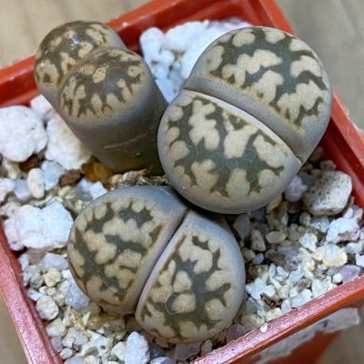 SH37591 Lithops karasmontana v. bella
