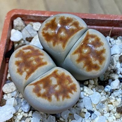 SH37592 Lithops karasmontana v. lateritia