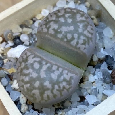 SH37593 Lithops marmorata
