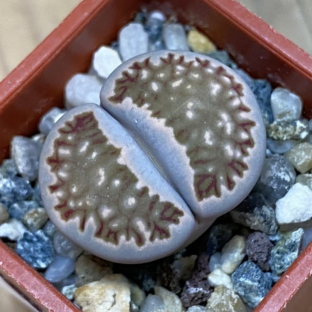 SH37594 Lithops julii