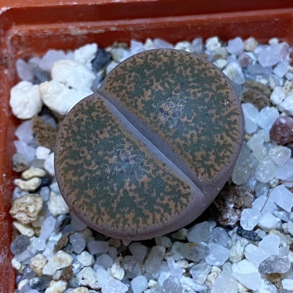 SH37596 Lithops lesliei v. minor