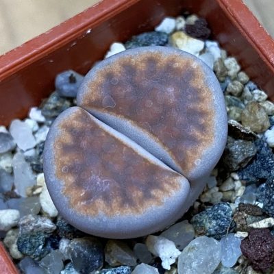 SH37597 Lithops karasmontana v. lericheana
