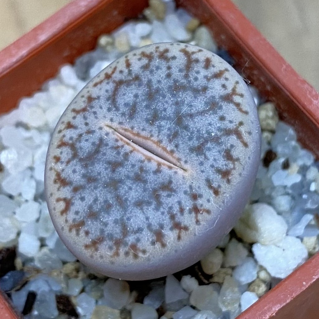 SH37598 Lithops pseudotruncatella