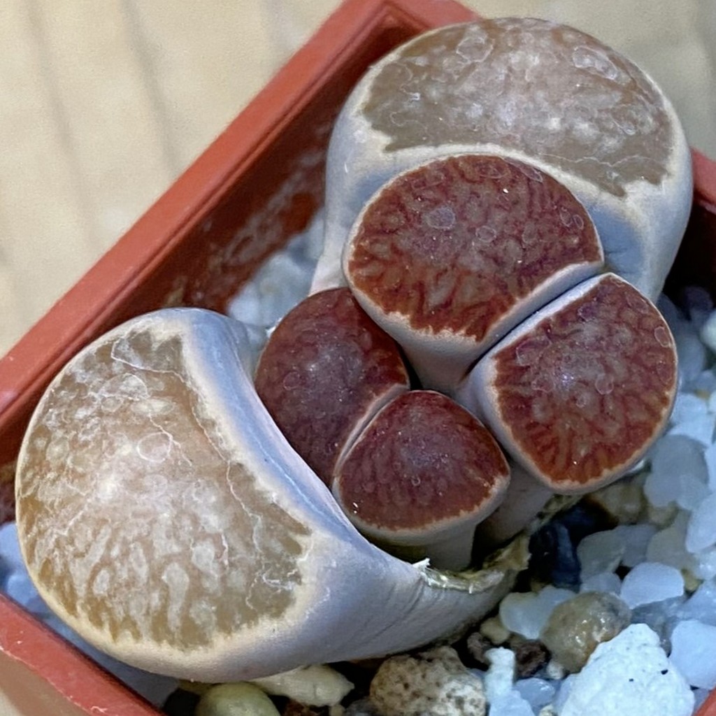 SH37600 Lithops julii 'Kikushogiyoku' hybrid